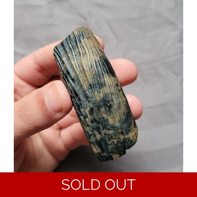 Rare Unique Color Giant Beaver Huge Mammal Tooth Fossil Ice Age Of Florida Rare Unique Color Giant Beaver Huge Mammal Tooth Fossil Ice Age Of Florida